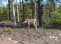 KALIX RULES! - ren liten