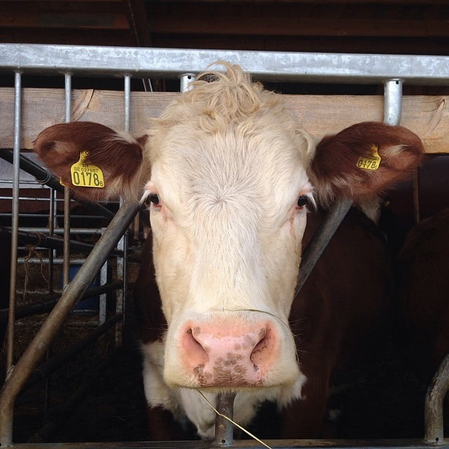 Fresh meat today! @kejsars - 30e9cfa4bcc011e39e810002c99af454 8