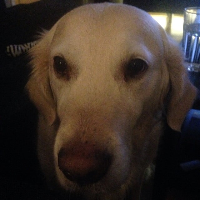 It wasn't me - cb3036b0bcf811e3acd70002c9549476 8