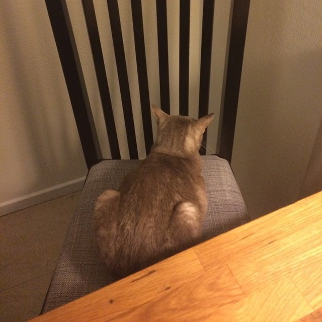 New chair, new angle, same nothing - 10632244 900701383293184 1818043762 n