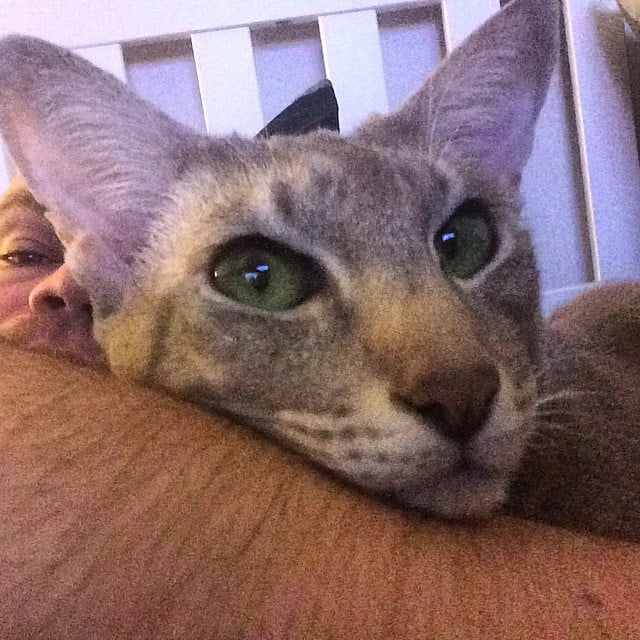 The beast - 1738387 1573050319581455 218518908 n