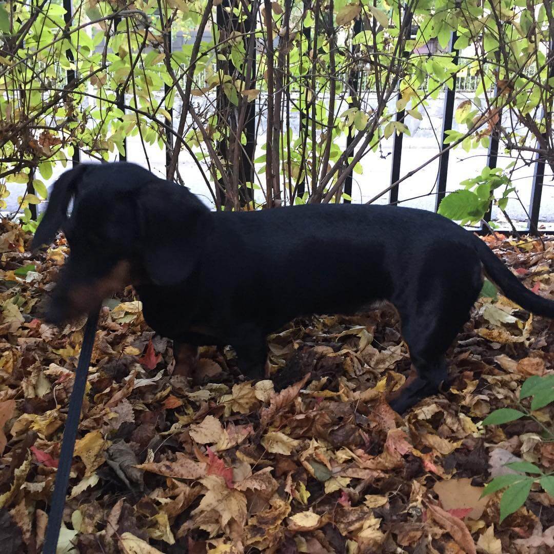 Morgontax @coco_everydaylife - 1475563070