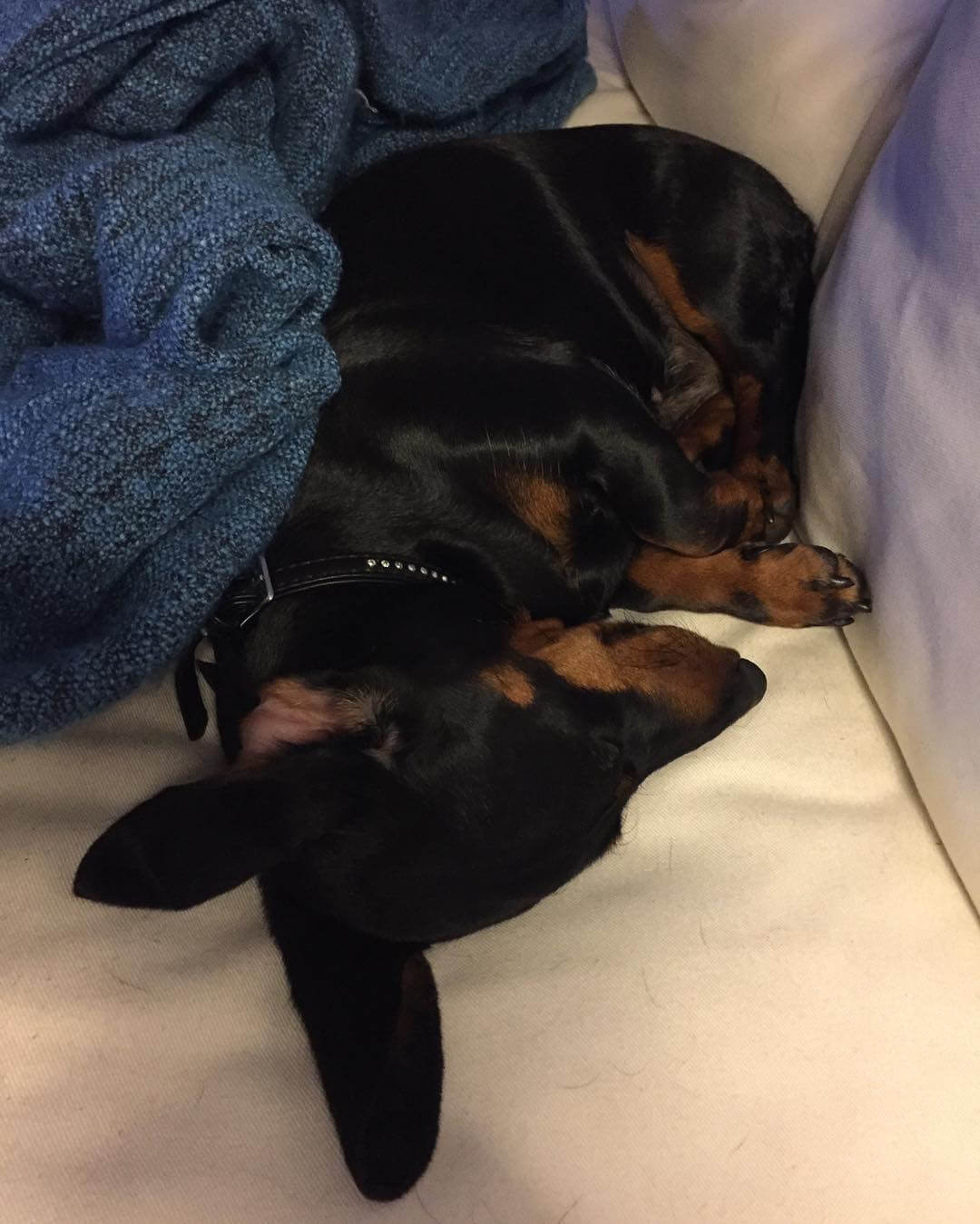 Aftontax @coco_everydaylife - 1475696439