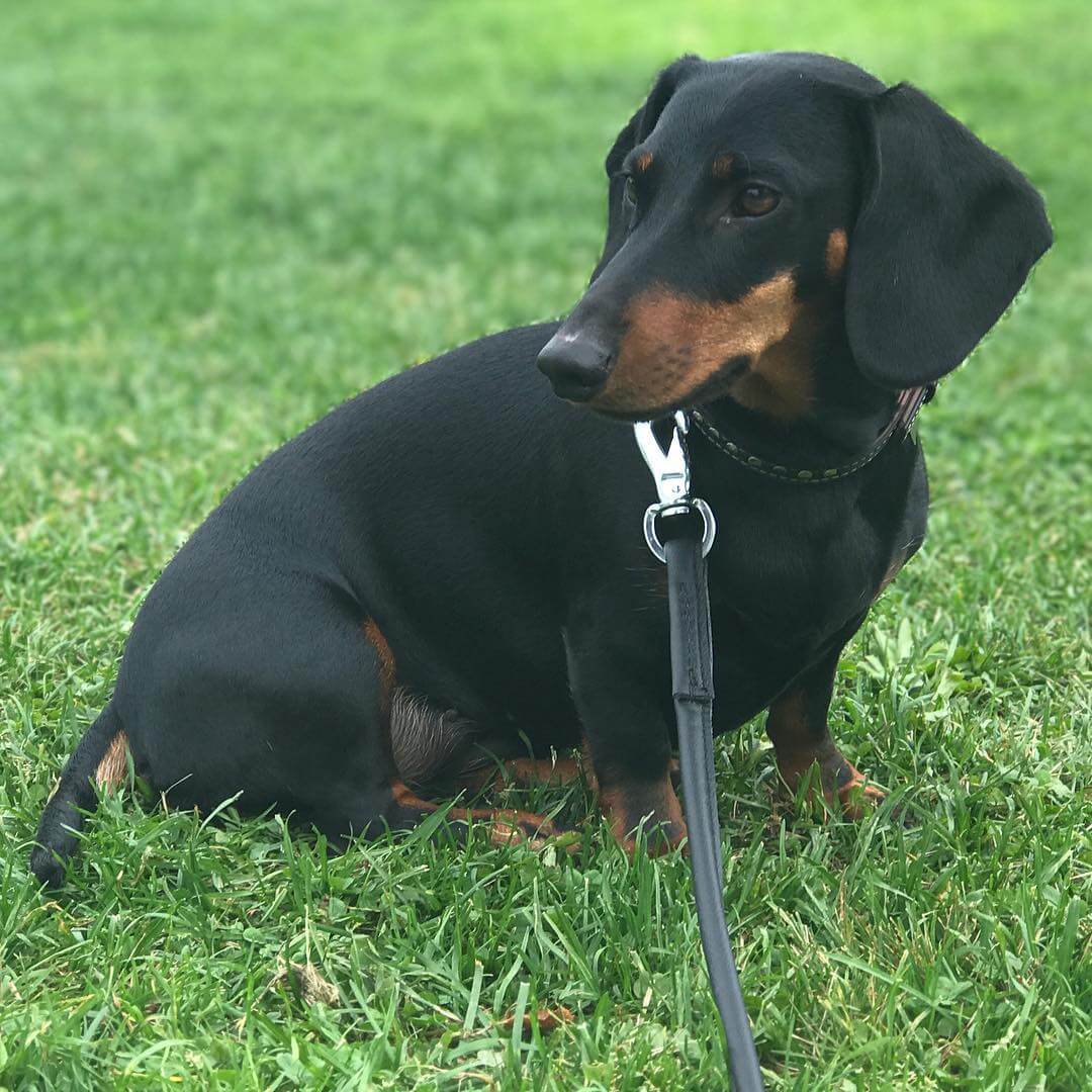 Det här är en (1) Tax. @taxen_coco alltså. - 1504712563