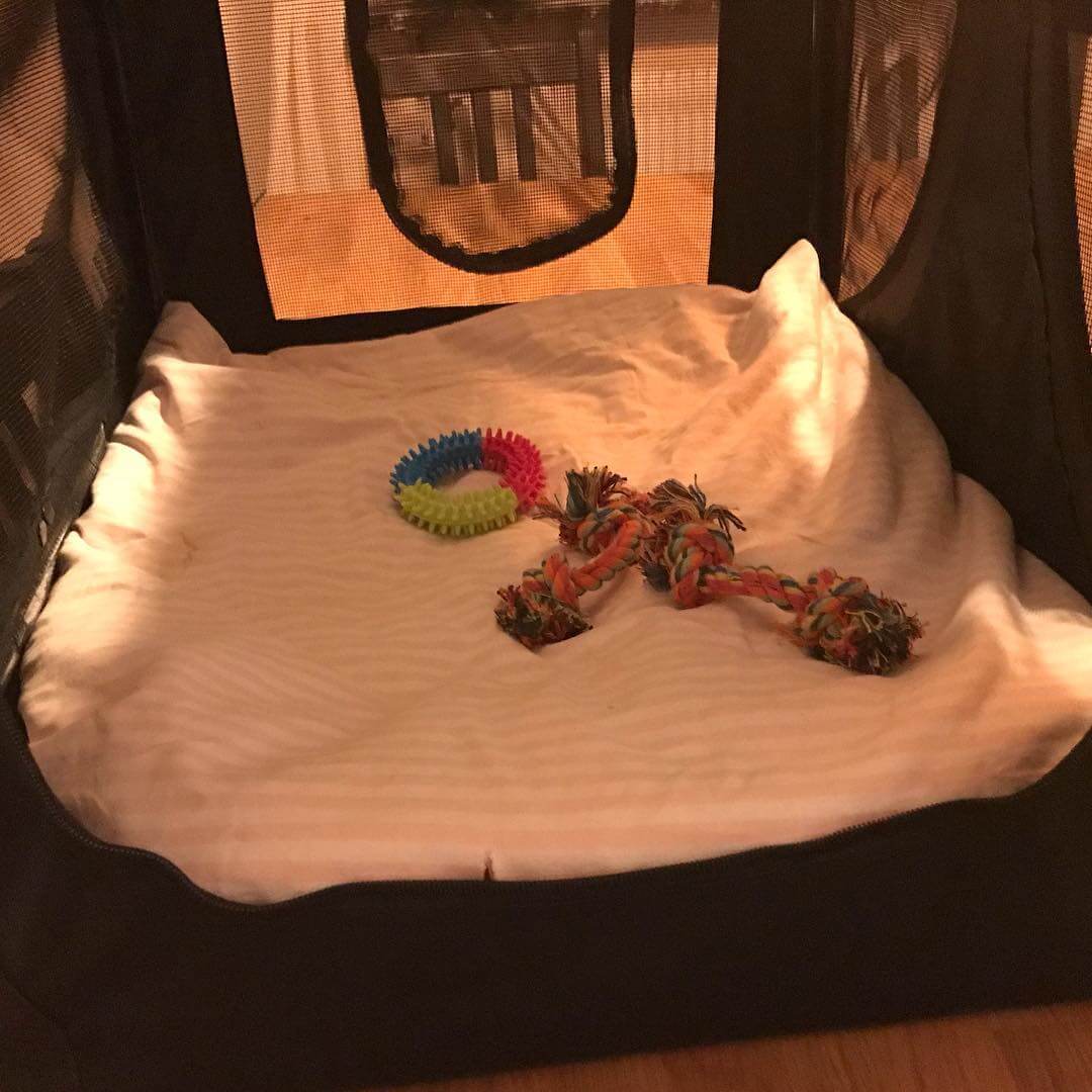 I morgon hämtar vi honom. @maclagotto vår fjärde medlem i hushållet @knappare @mingming_05 - 1507319471