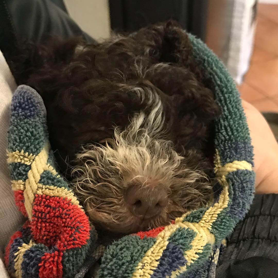 Nu är han hemma, vår nya familjemedlem @maclagotto ❤️ - 1507386464