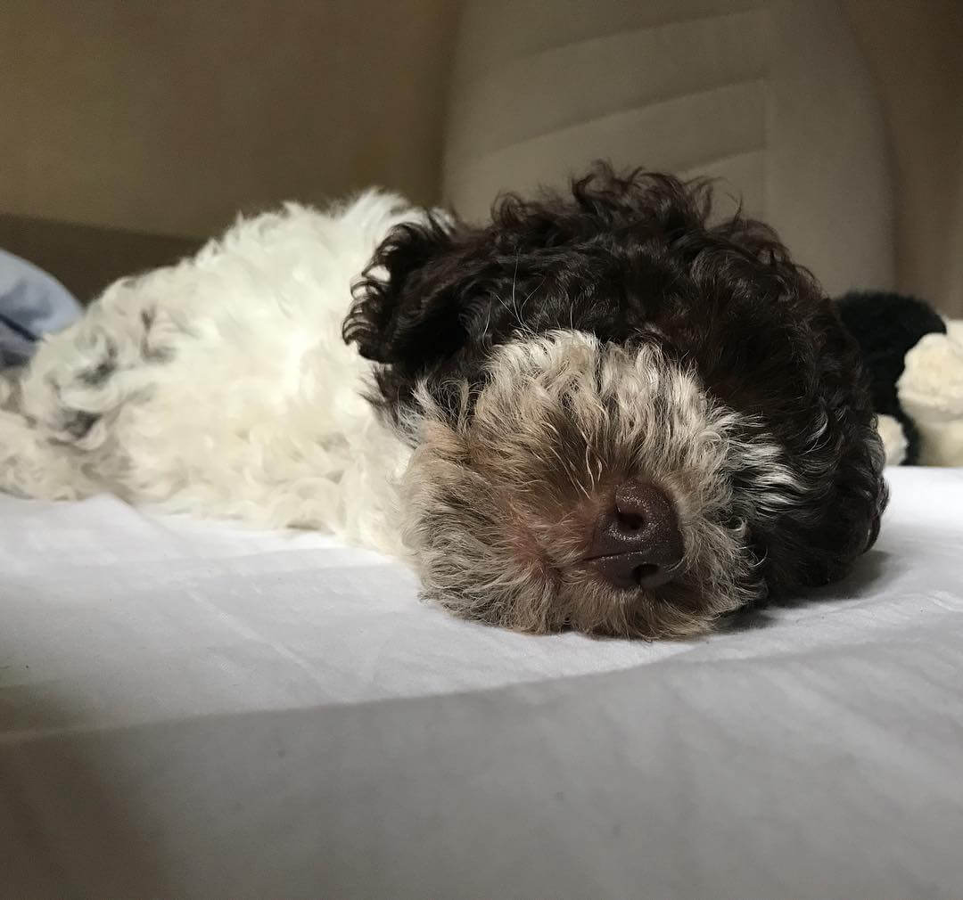 Åhhh vilken jobbig valp @maclagotto - 1507455933