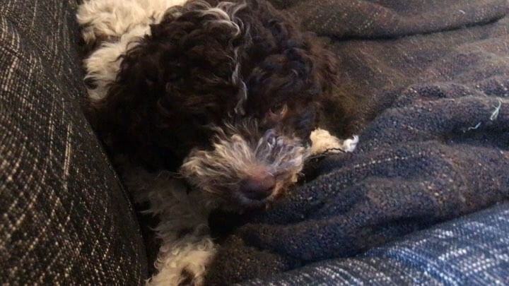 This blanket just tastes good - 1508486288