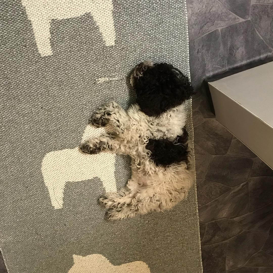 Mum left for work. I decided to sleep in the bathroom as a protest. Winner idea @knappare - 1508911232