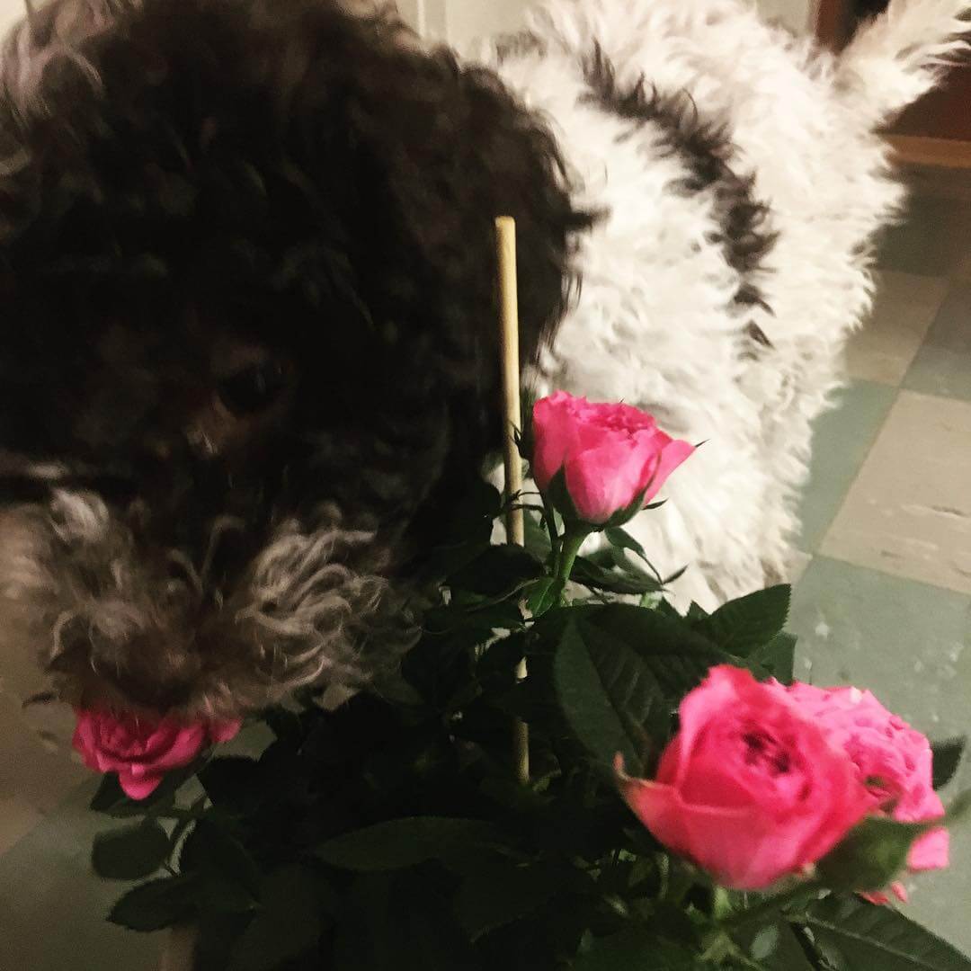 Hmmm. Wonder If they taste as good as they smell? - 1509539957