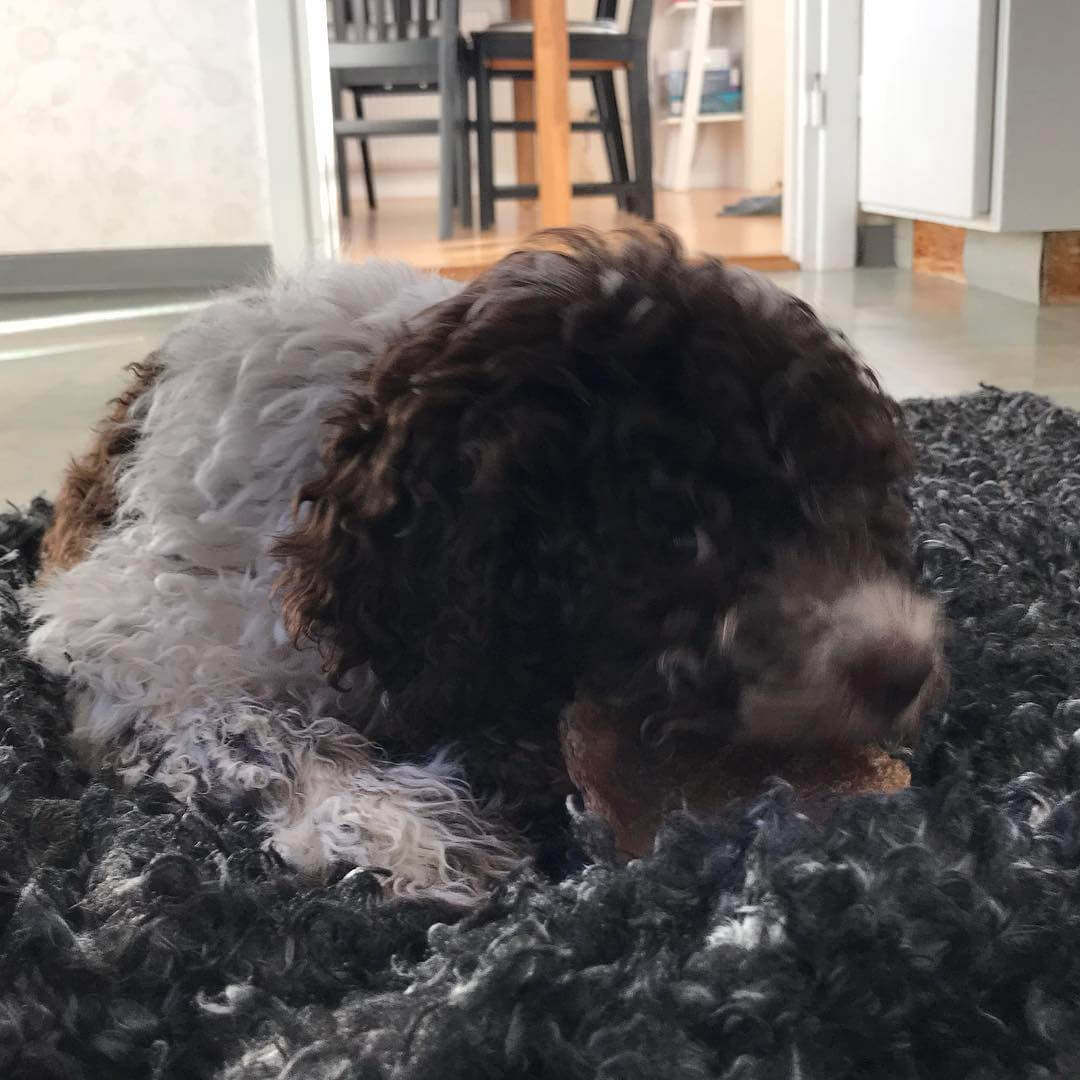 While chewing I realize I need a haircut. Badly - 1510045227