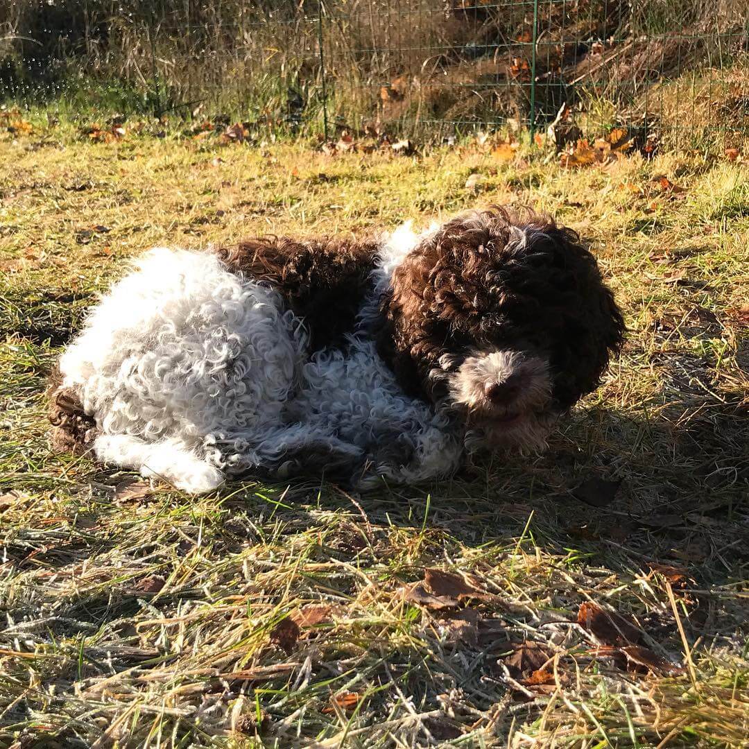 I’m like a sheep - 1510049577