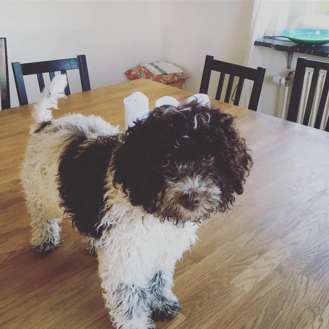 When dad is away Mac dances on the table! That's an old saying - 1510318011