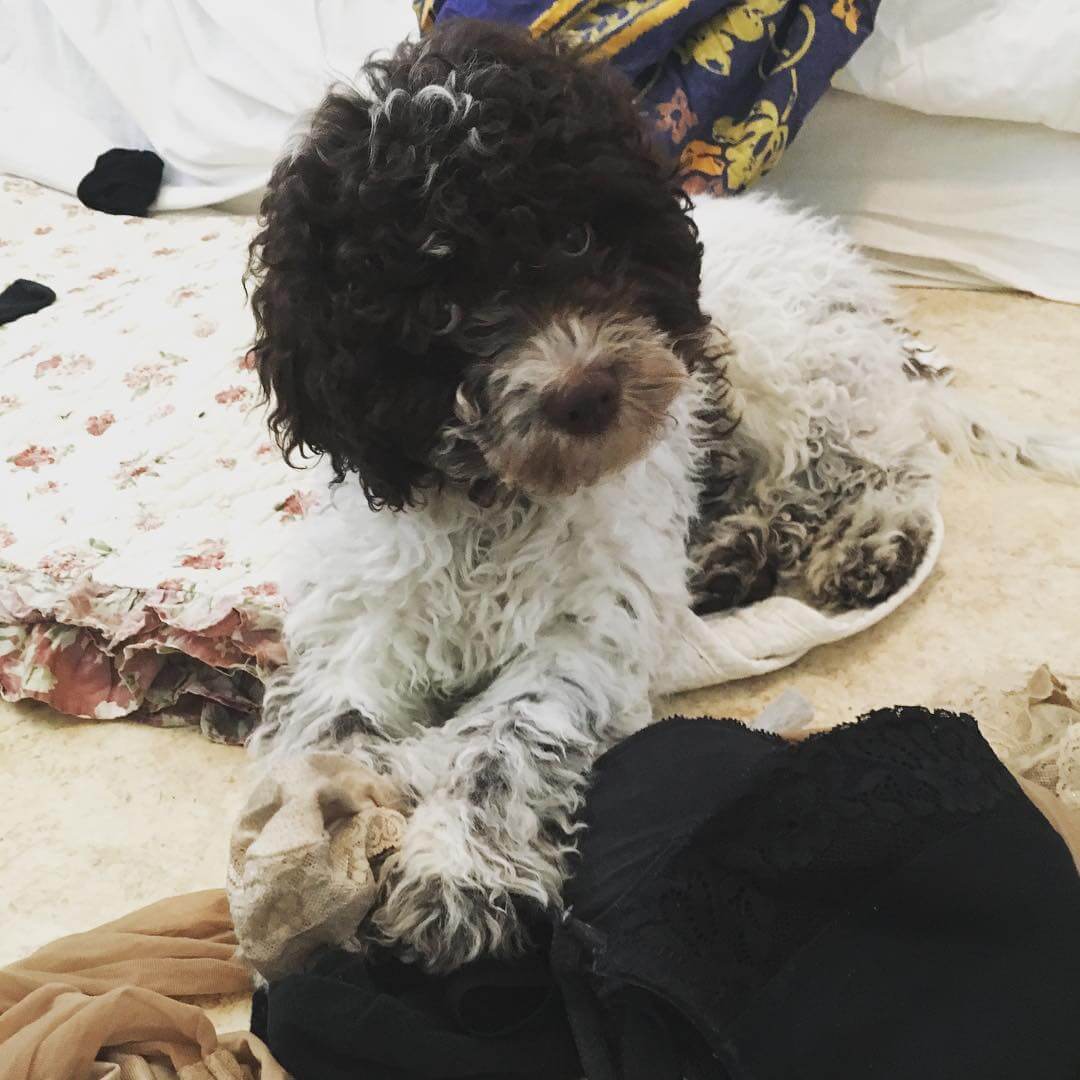 While mum is cleaning the house I rearrange her sock drawer. I am awesome - 1510489612