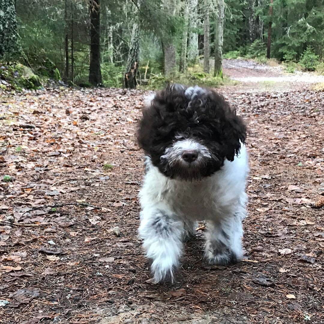 Forest dog. Dog in a forest - 1510916916