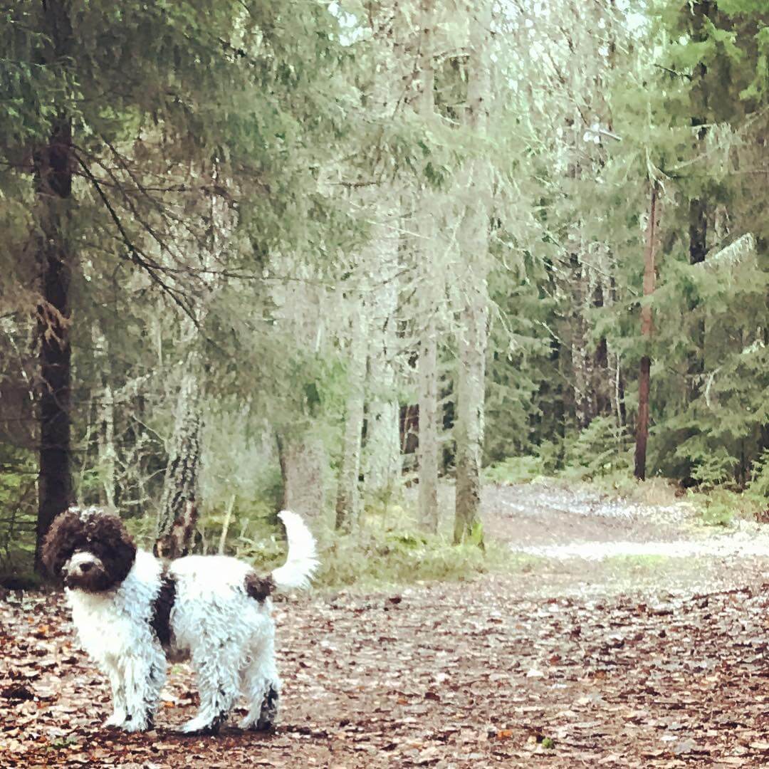 Forest dog in corner. Cornered dog - 1510926786