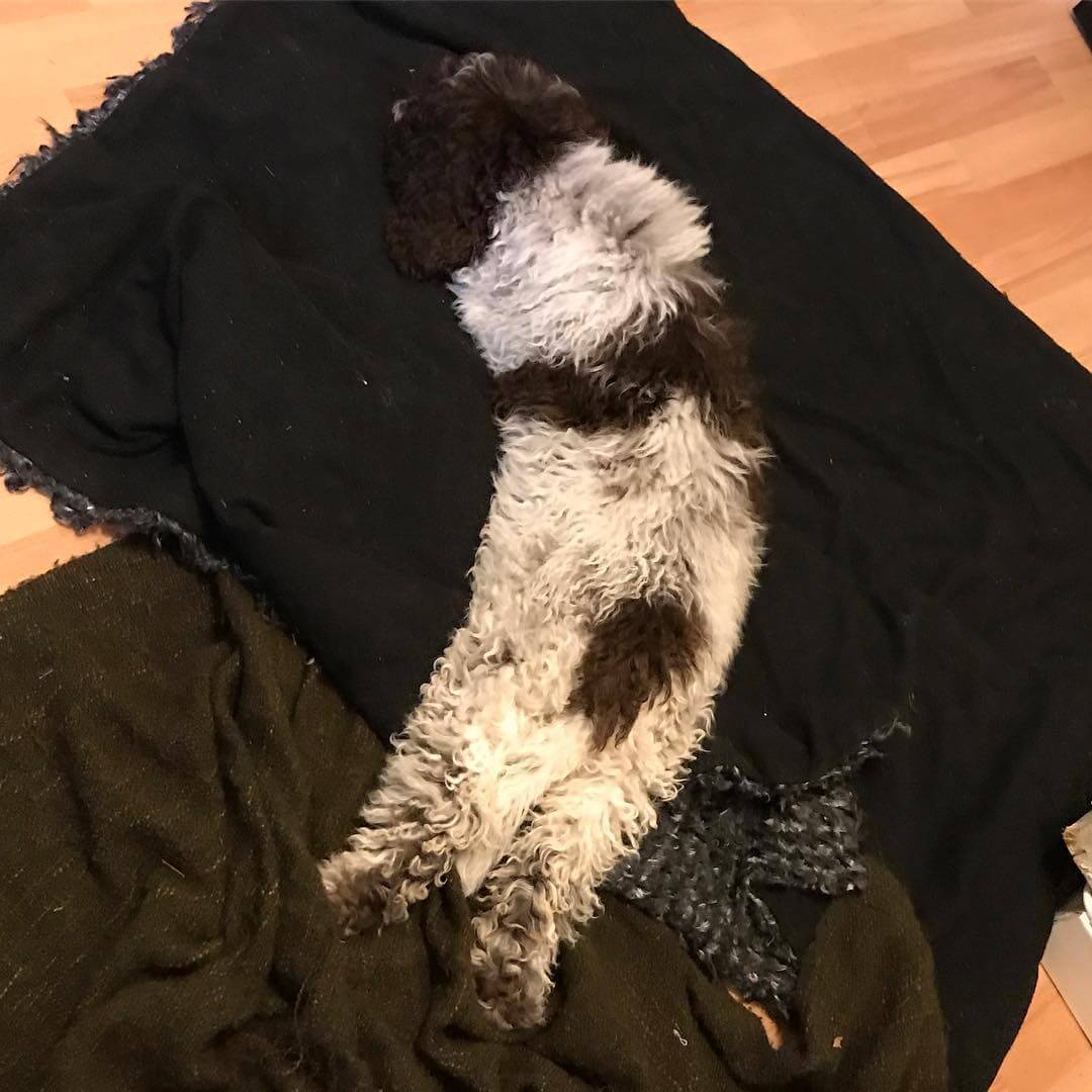 Sleep time. Rabbit style - 1510928389