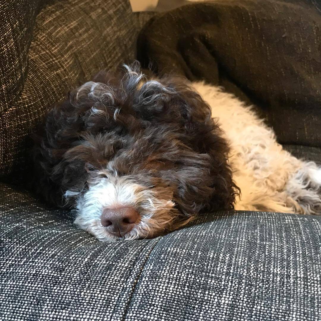 I stole dads chair. I’m a thief - 1511096095