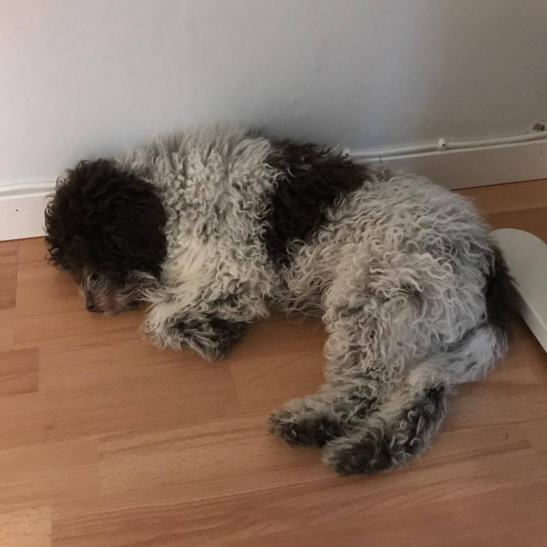 After one hour outdoors with dad, I’m back in business again. Sleeping - 1511265635