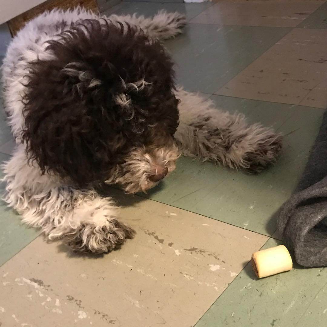 Dad gave me a piece of candy. I am now trying to hypnotize it. With my presence - 1511271978
