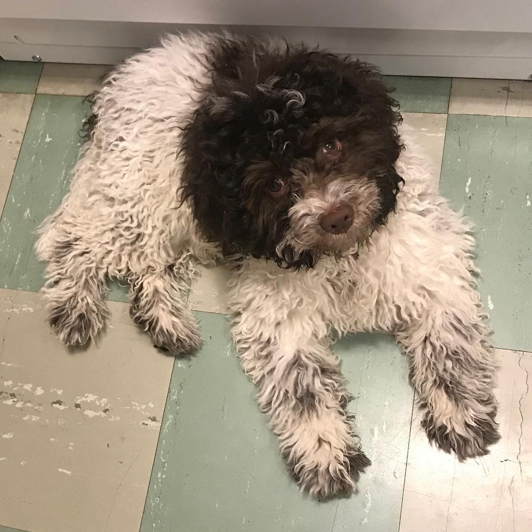 Humans! Give me a proper haircut. Now - 1511729130