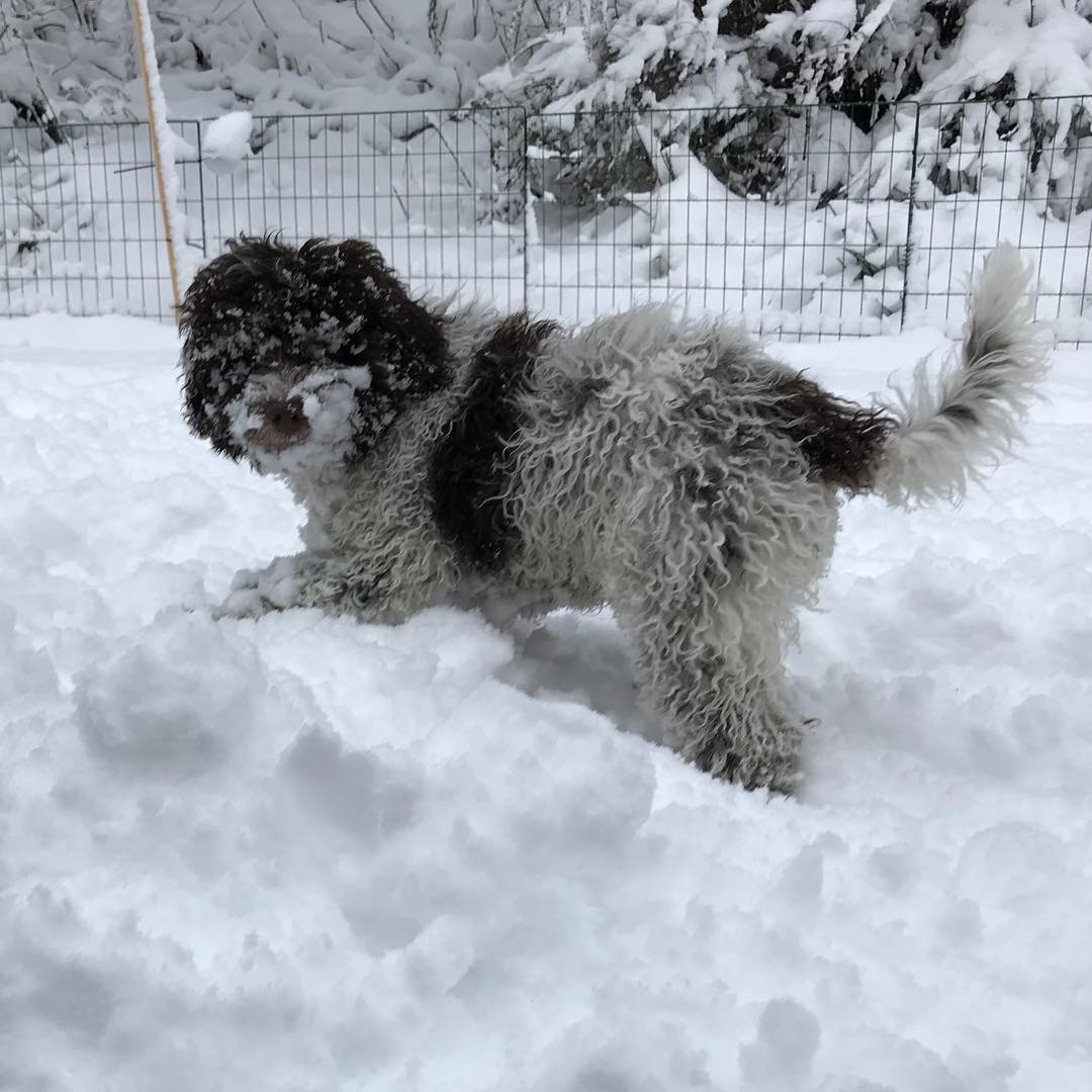 Snow. It’s hilarious! And every time I played in snow I get a shower. Mac wins - 1511947853