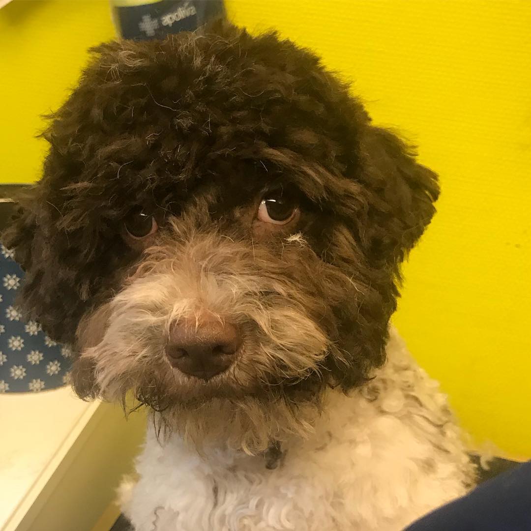 Jag kan ha tagit årets bild på ett djur i dag. Kanske. - 1512247774