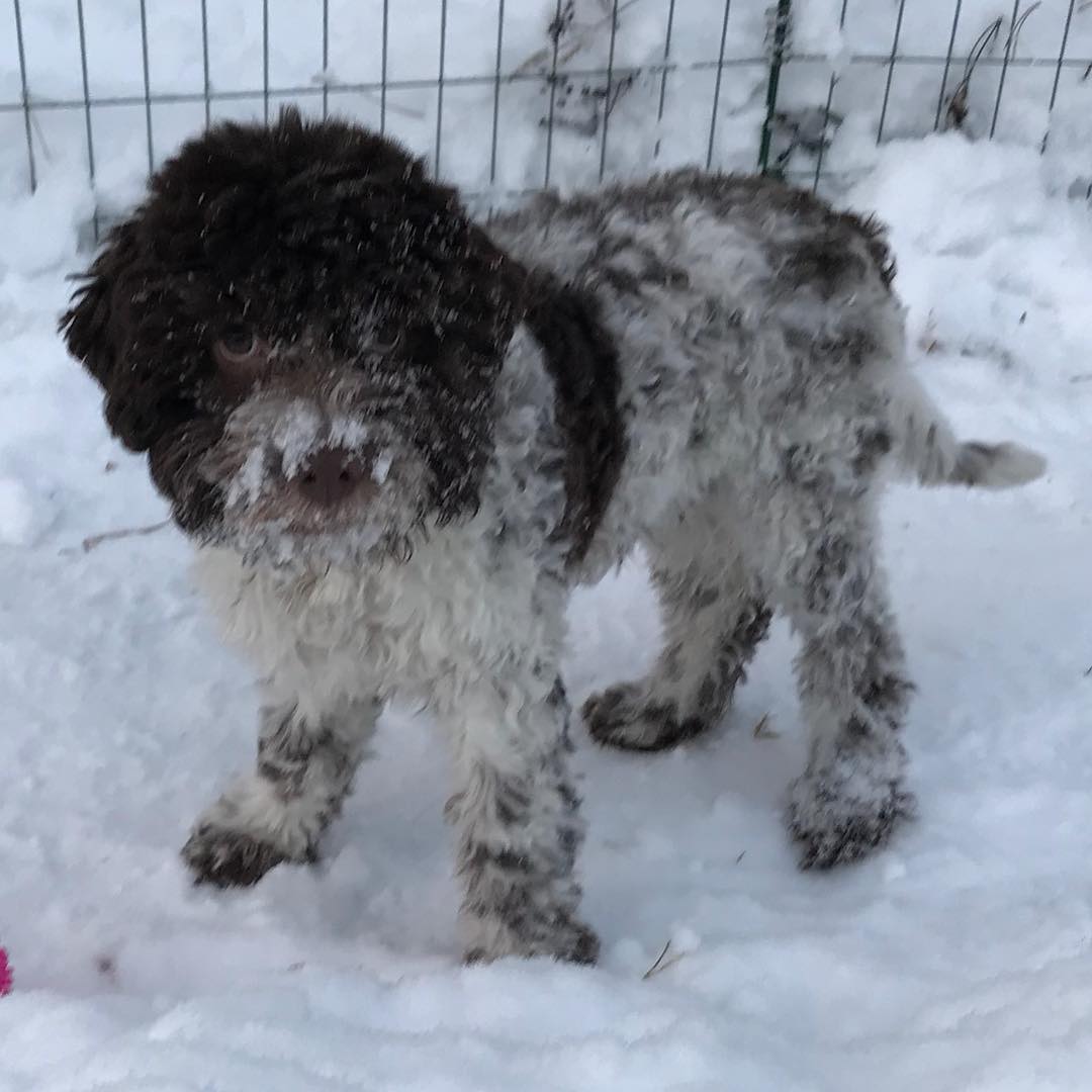 It’s hard to collect snow in this short haircut. And I don’t get a shower after each walk any longer! Fail - 1512395626