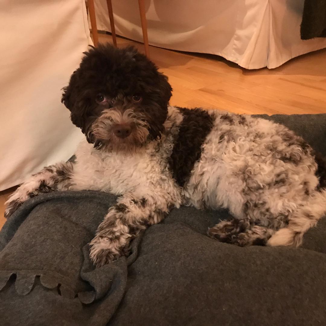 Today I was home alone for the first time. 2 hours. Imagine that... 2 HOURS!! I am a champion @k.rowntree - 1512585656