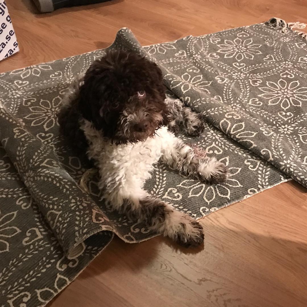 Carpets and a puppy? How did you think humans? - 1513363566