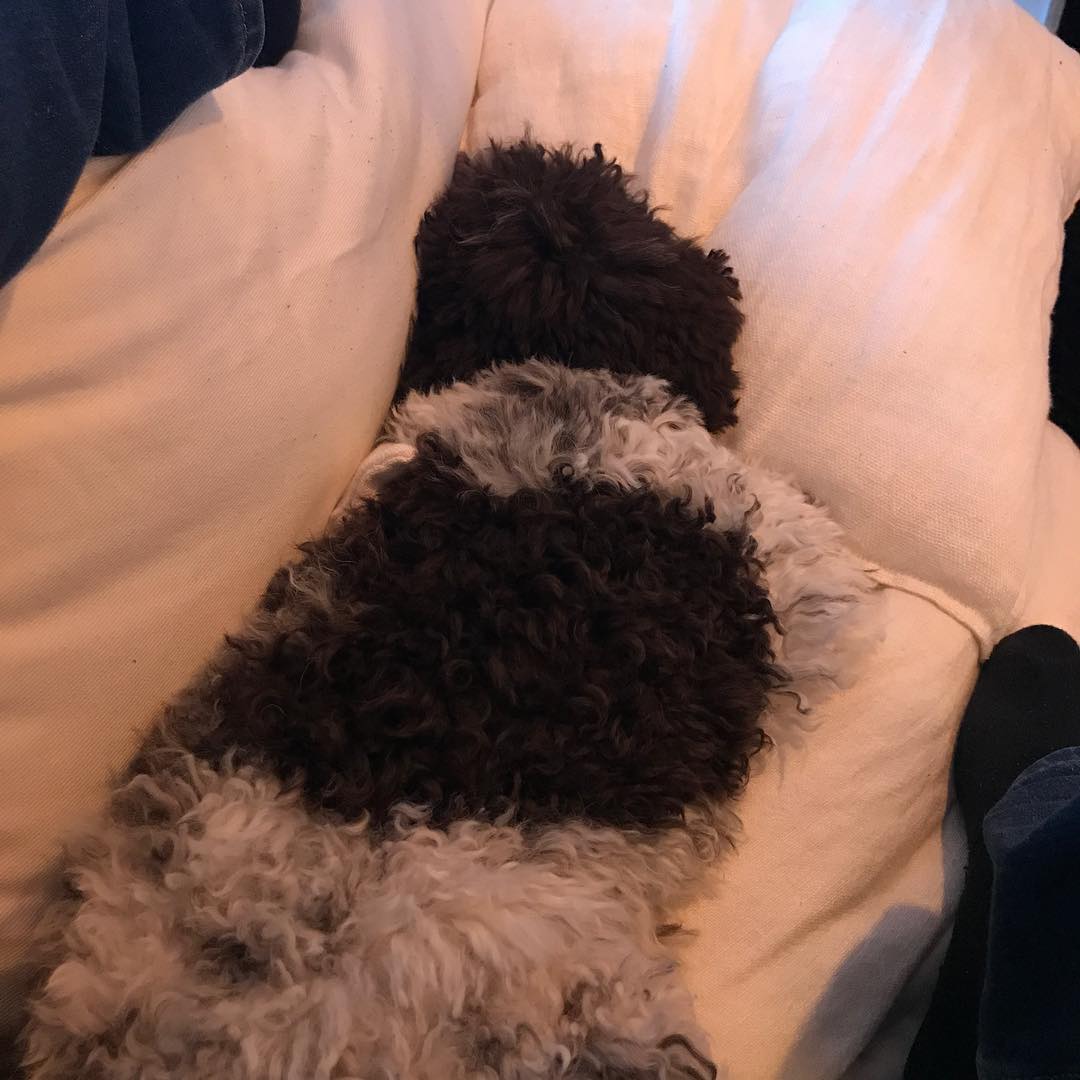 No one can sleep like me - 1513431428