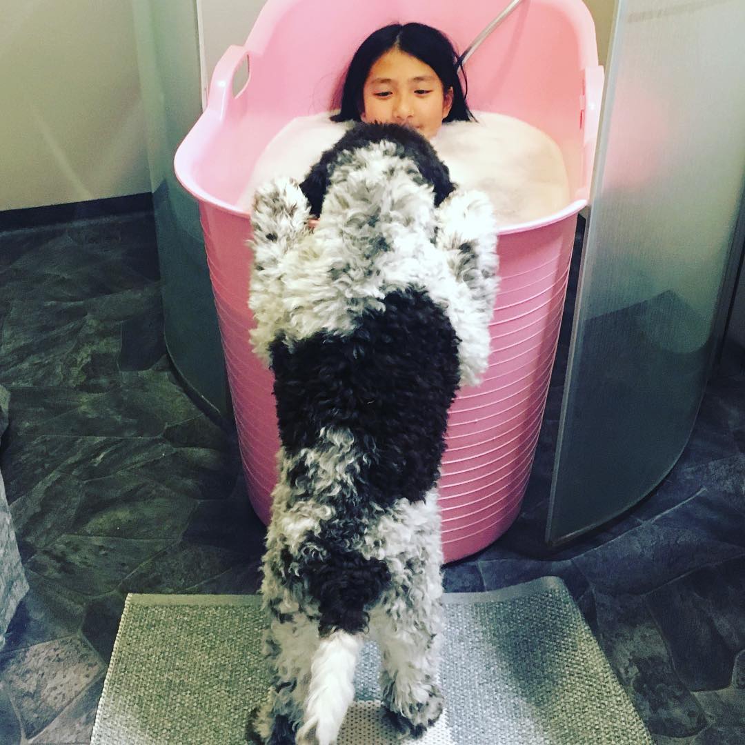 All these white foamy bubbles looks lovely. Can I join?#lagottoromagnolo - 1513626431