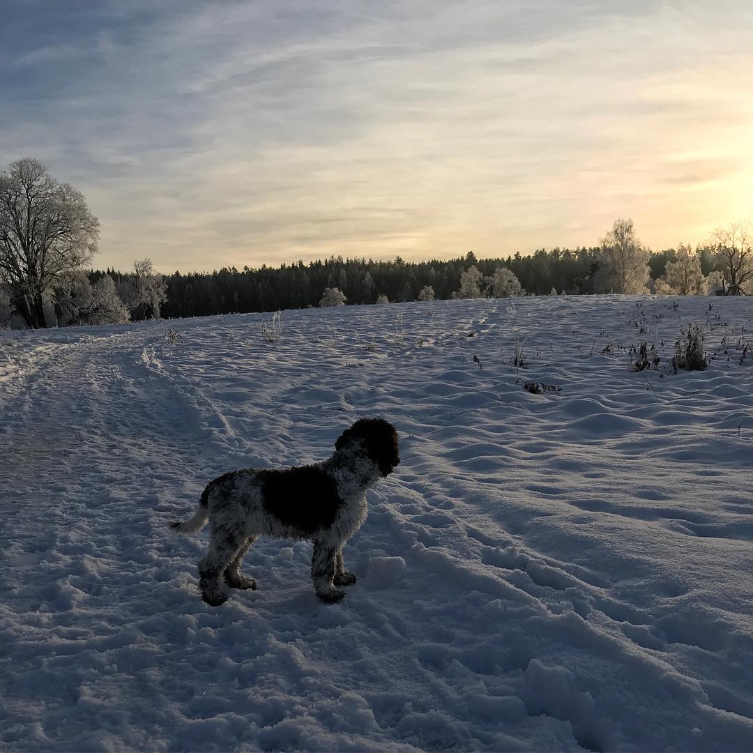 Looking out over my precious field. I like it here - 1513858192