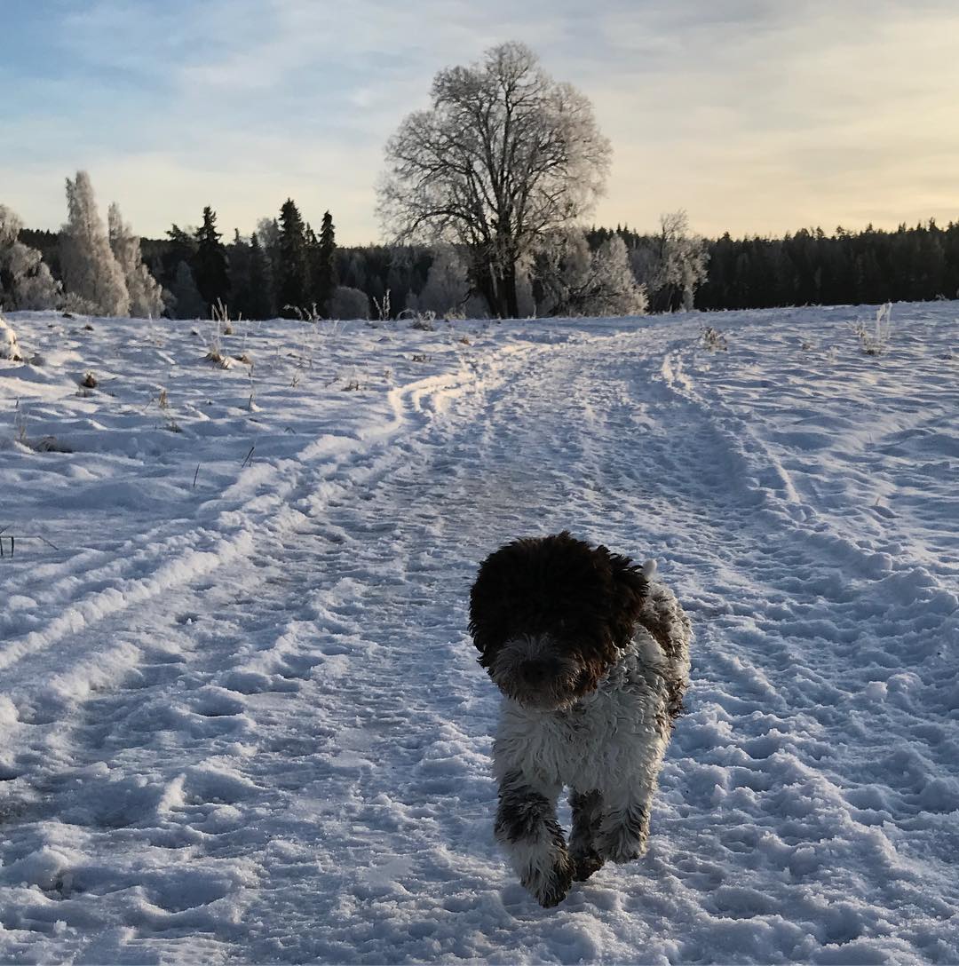 Another picture from my field. Lovely place for a lovely puppy - 1513892652