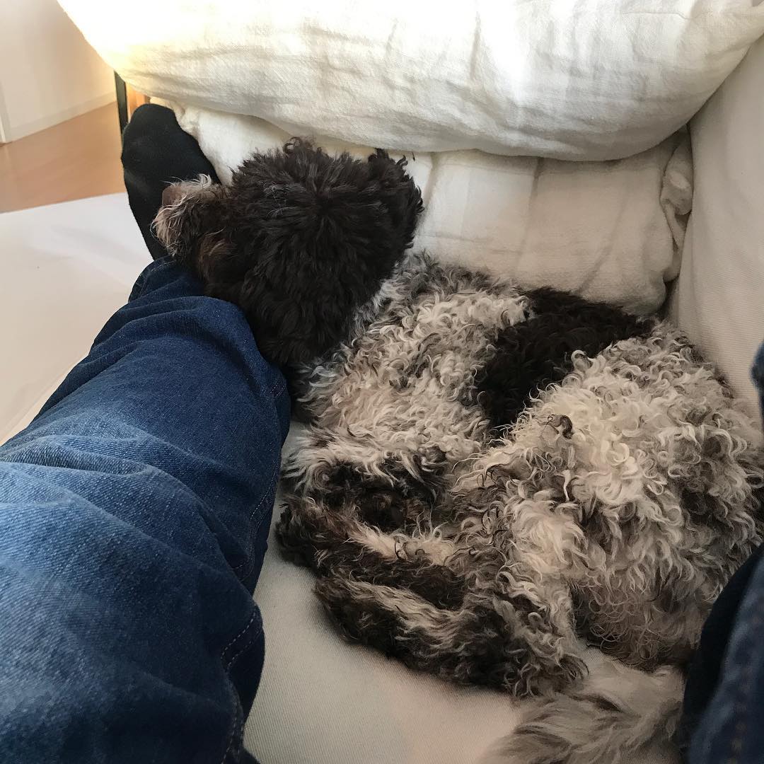 Christmas preparations? I rest my case - 1514027135