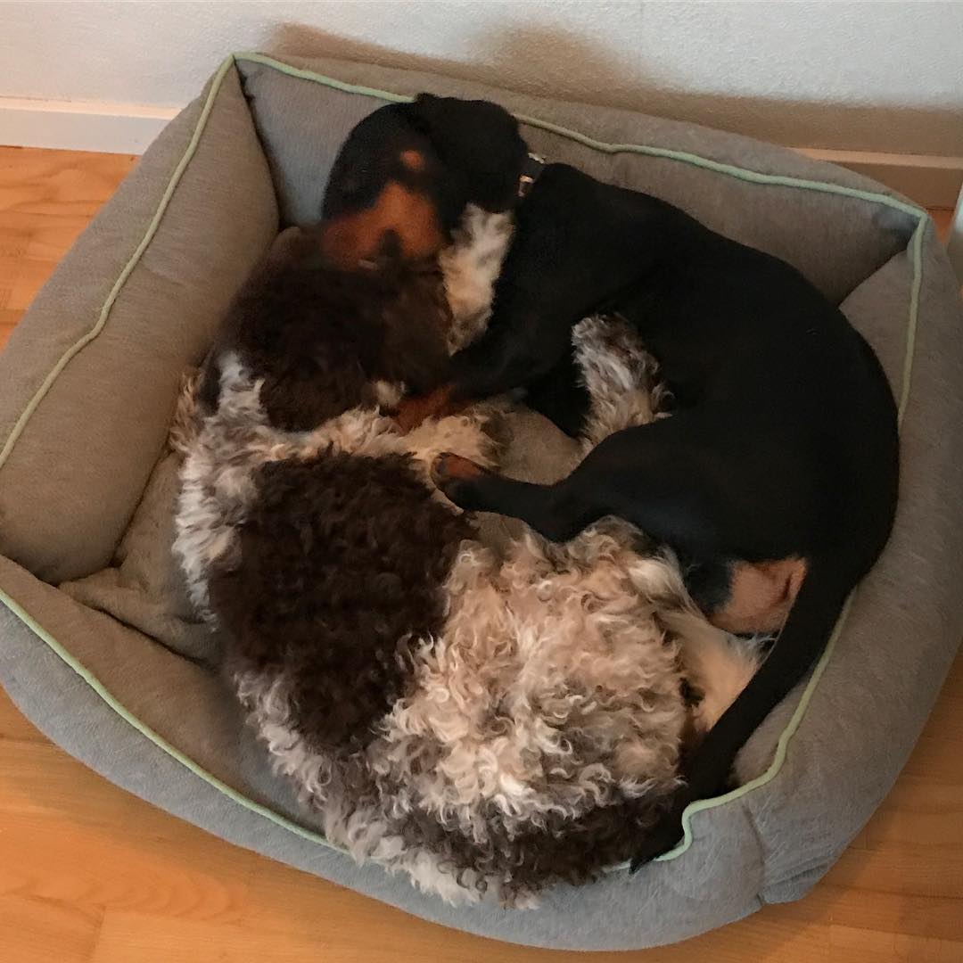 Today I cuddled with my girlfriend @taxen_coco for at least 3 seconds. Then we continued running around again - 1514553063