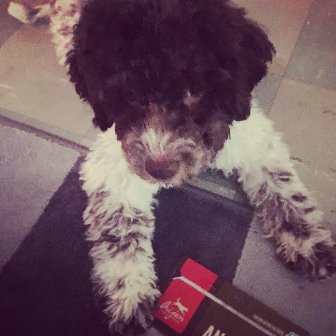 @mammaknapp my treats are just a memory. Please send me some more, cause I need them - 1514665295