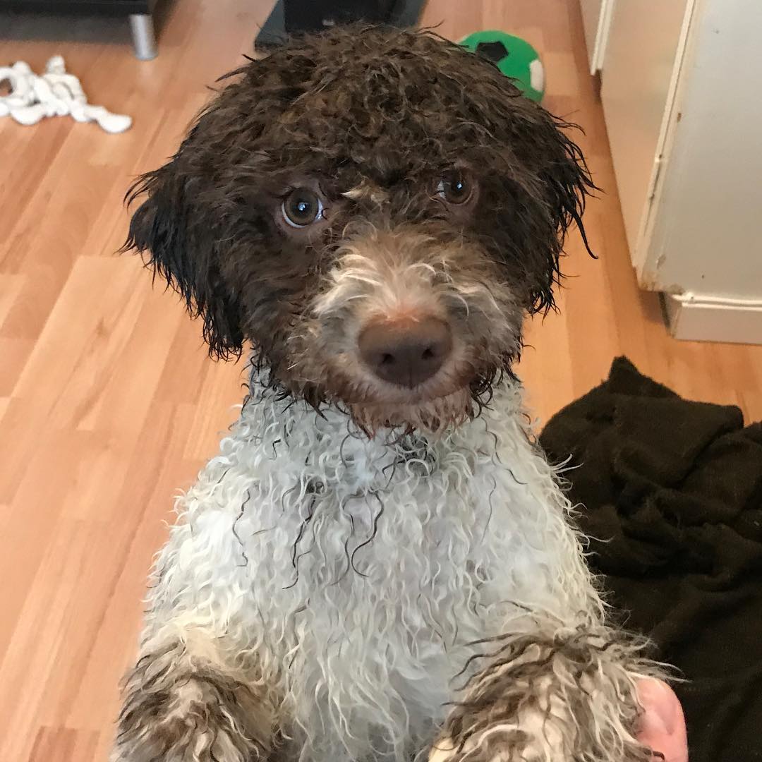 Ok. No one is cuter than I after a shower. No one - 1516189168