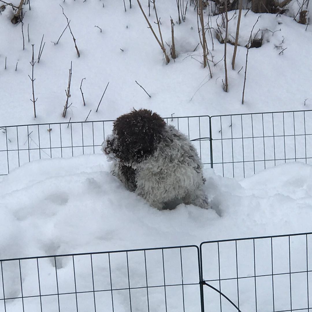 I’m king. Of the hill - 1516279628