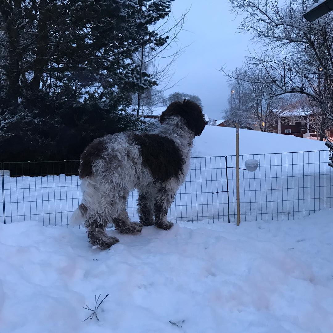 Mom’s, where are you? I miss you @knappare @mingming_05 - 1517326040