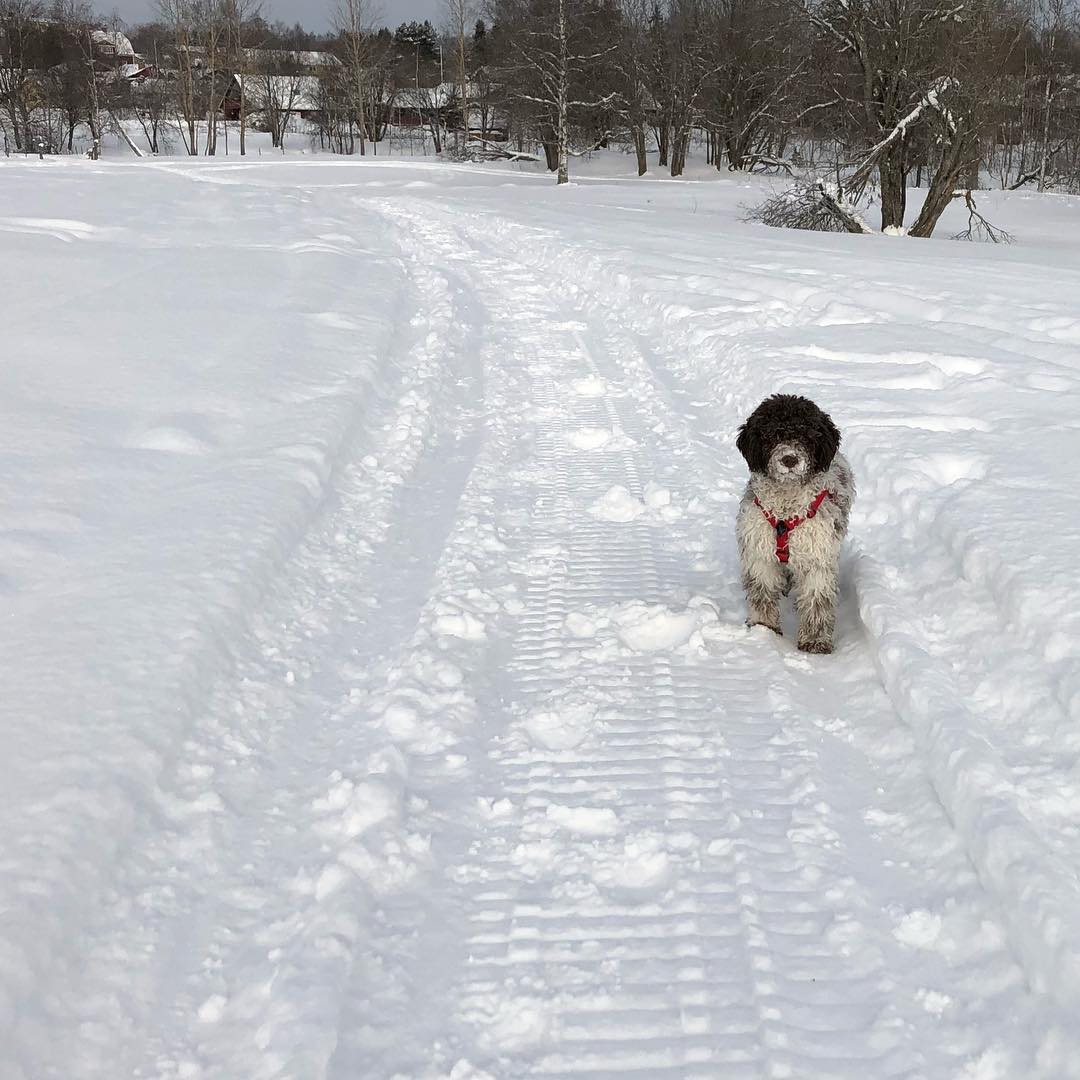 I love snowmobile owners. They make the best playgrounds ever - 1519208998