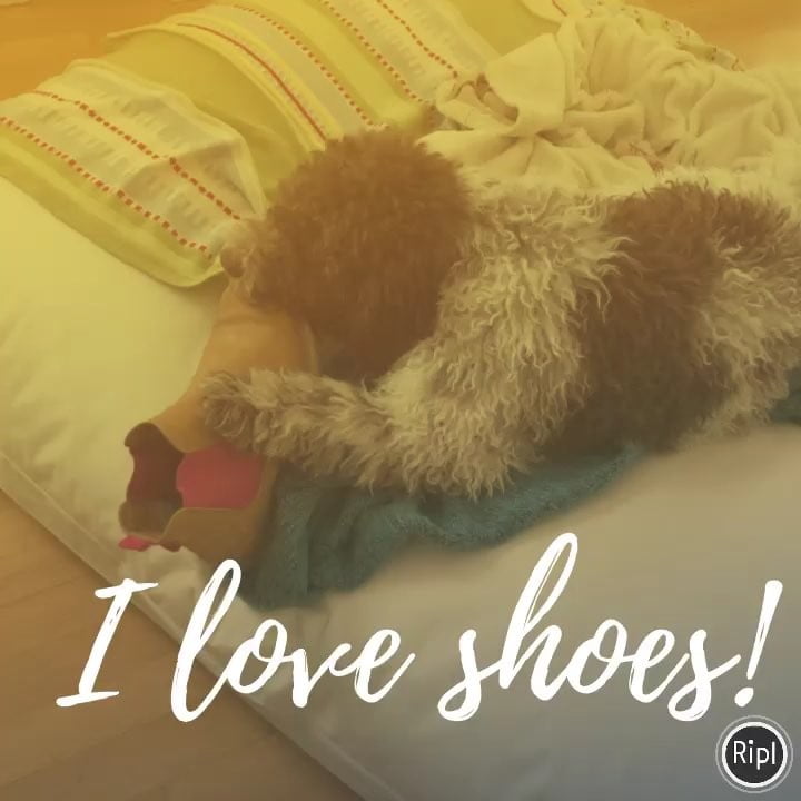 Yesterday I tried to eat one of mums shoes. I love them - 1519480617