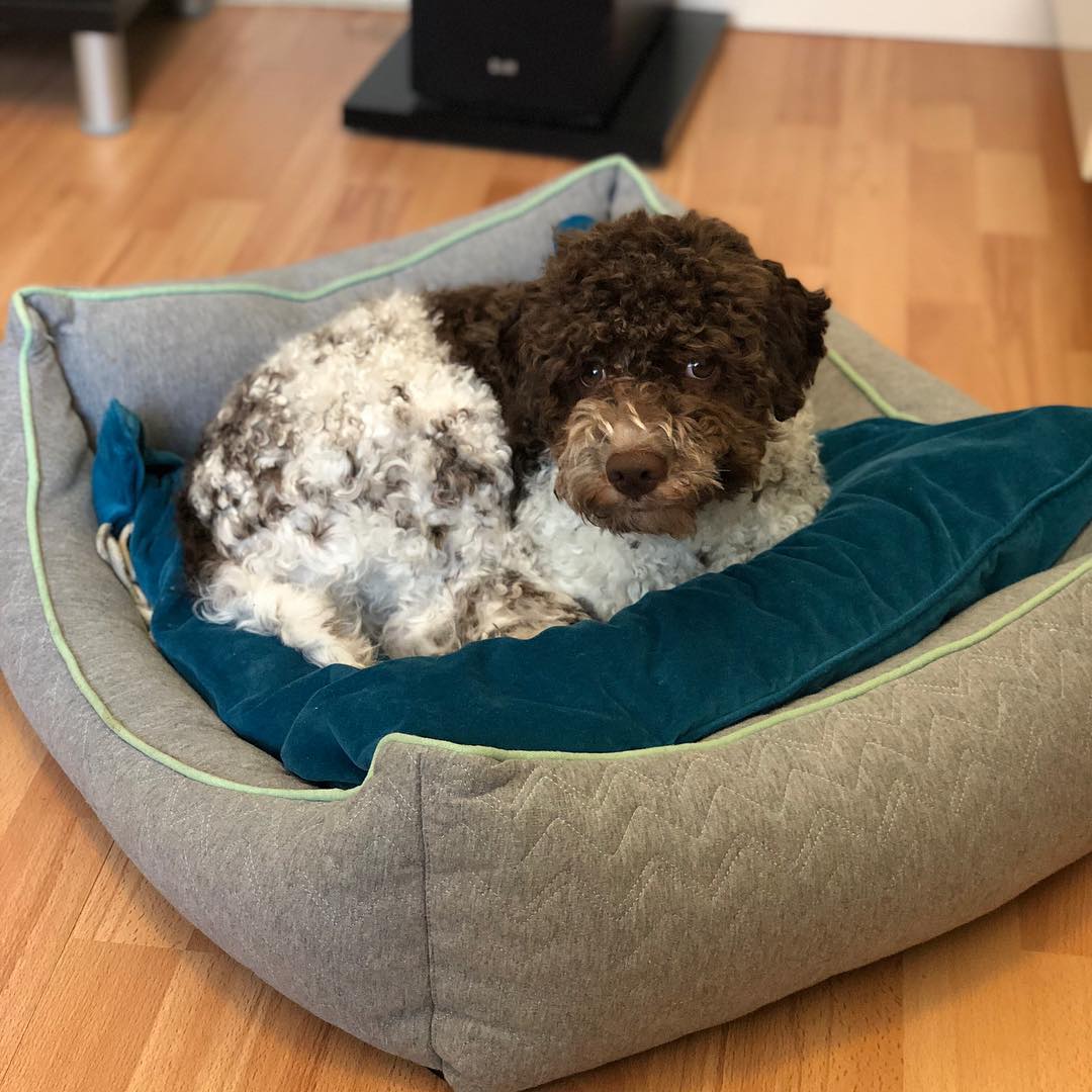 Finally I have my bed in daddy’s office! Why didn’t I move it earlier? @knappare @mingming_05 - 1519904089