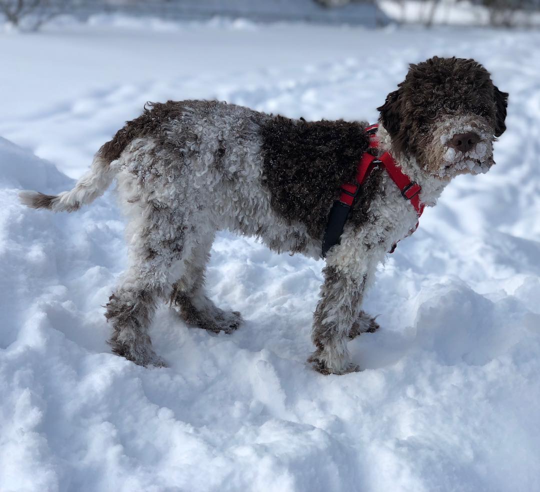 And I like snow. Period. #pappajagvillhaenitalienare #maclagotto #lagottoromagnolo #lagottosofinstagram #lagottopuppy #lagottolove #lagottostyle #lagottos #lagottodogs #lagottoromagnolos #lagottoboy #svärdsjö #dalarna #sweden #dog #dogs #dogsofinstagram #dogsofinsta @knappare @mingming_05 - 1519940294