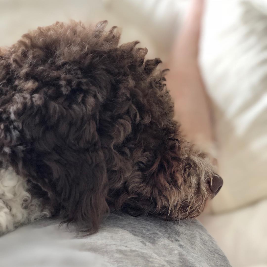 Helping dad with his bad back. It helps. #pappajagvillhaenitalienare #maclagotto #lagottoromagnolo #lagottosofinstagram #lagottopuppy #lagottolove #lagottostyle #lagottos #lagottodogs #lagottoromagnolos #lagottoboy #svärdsjö #dalarna #sweden #dog #dogs #dogsofinstagram #dogsofinsta @knappare @mingming_05 - 1519993862