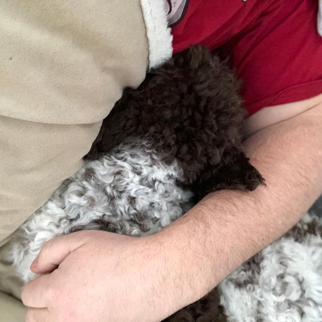 I help dad when he’s sick. #pappajagvillhaenitalienare #maclagotto #lagottoromagnolo #lagottosofinstagram #lagottopuppy #lagottolove #lagottostyle #lagottos #lagottodogs #lagottoromagnolos #lagottoboy #svärdsjö #dalarna #sweden #dog #dogs #dogsofinstagram #dogsofinsta @knappare @mingming_05 - 1520259314