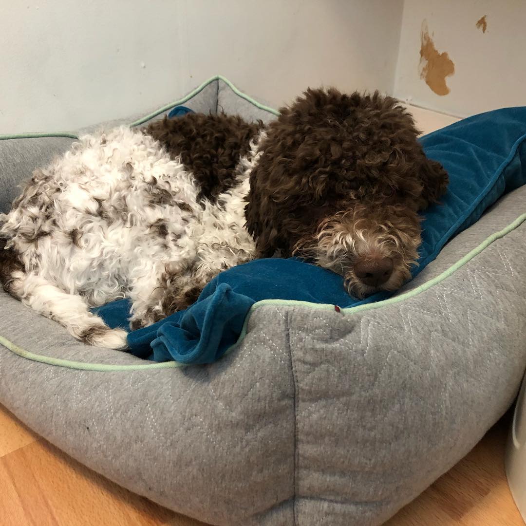 Just another day in the office. Damn I’m good! #pappajagvillhaenitalienare #maclagotto #lagottoromagnolo #lagottosofinstagram #lagottopuppy #lagottolove #lagottostyle #lagottos #lagottodogs #lagottoromagnolos #lagottoboy #svärdsjö #dalarna #sweden #dog #dogs #dogsofinstagram #dogsofinsta @knappare @mingming_05 - 1520522491