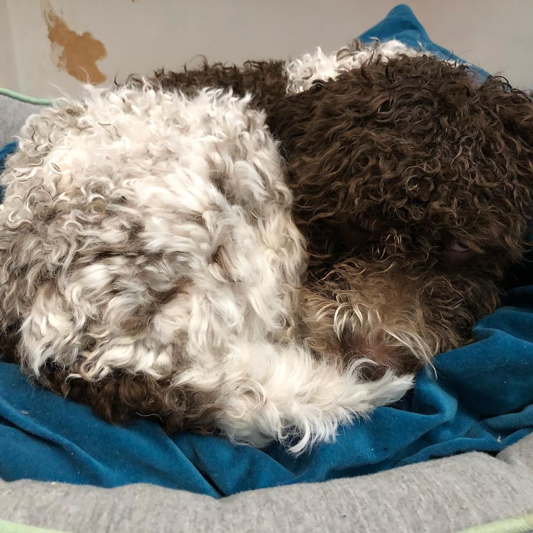 I’m having a AW. After Walk. #pappajagvillhaenitalienare #maclagotto #lagottoromagnolo #lagottosofinstagram #lagottopuppy #lagottolove #lagottostyle #lagottos #lagottodogs #lagottoromagnolos #lagottoboy #svärdsjö #dalarna #sweden #dog #dogs #dogsofinstagram #dogsofinsta @knappare @mingming_05 - 1520598236