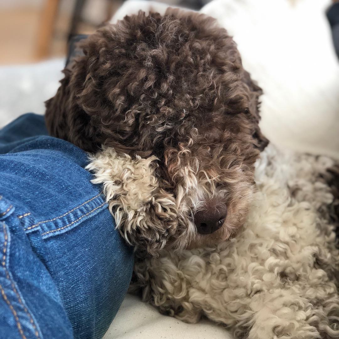 Dads leg is the greatest pillow. #pappajagvillhaenitalienare #maclagotto #lagottoromagnolo #lagottosofinstagram #lagottopuppy #lagottolove #lagottostyle #lagottos #lagottodogs #lagottoromagnolos #lagottoboy #svärdsjö #dalarna #sweden #dog #dogs #dogsofinstagram #dogsofinsta @knappare @mingming_05 - 1521464708