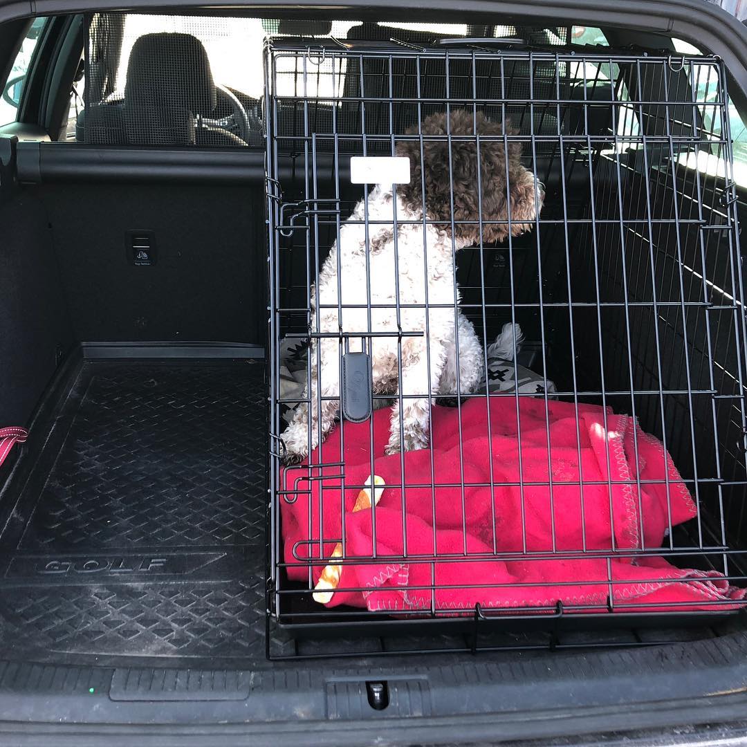 Today he bought a new cage to keep me in while driving. Hate it. #pappajagvillhaenitalienare #maclagotto #lagottoromagnolo #lagottosofinstagram #lagottopuppy #lagottolove #lagottostyle #lagottos #lagottodogs #lagottoromagnolos #lagottoboy #svärdsjö #dalarna #sweden #dog #dogs #dogsofinstagram #dogsofinsta @knappare @mingming_05 - 1521657723